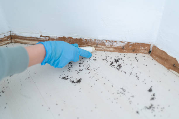 Best Affordable Pest Control Services  in Rockville, IN